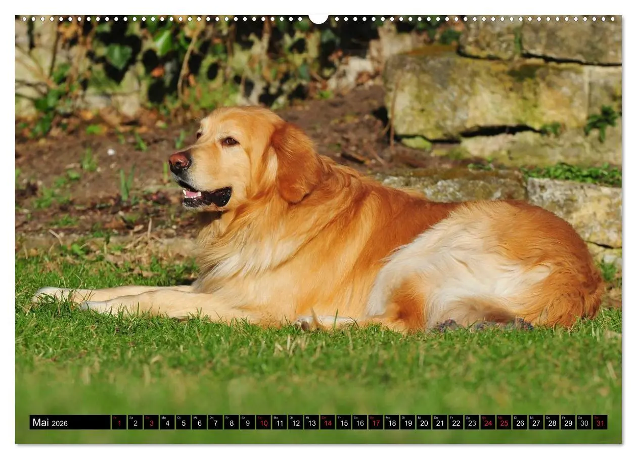 Bild: 9783516028577 | Mein bester Freund - Der Hovawart (Wandkalender 2026 DIN A2 quer),...
