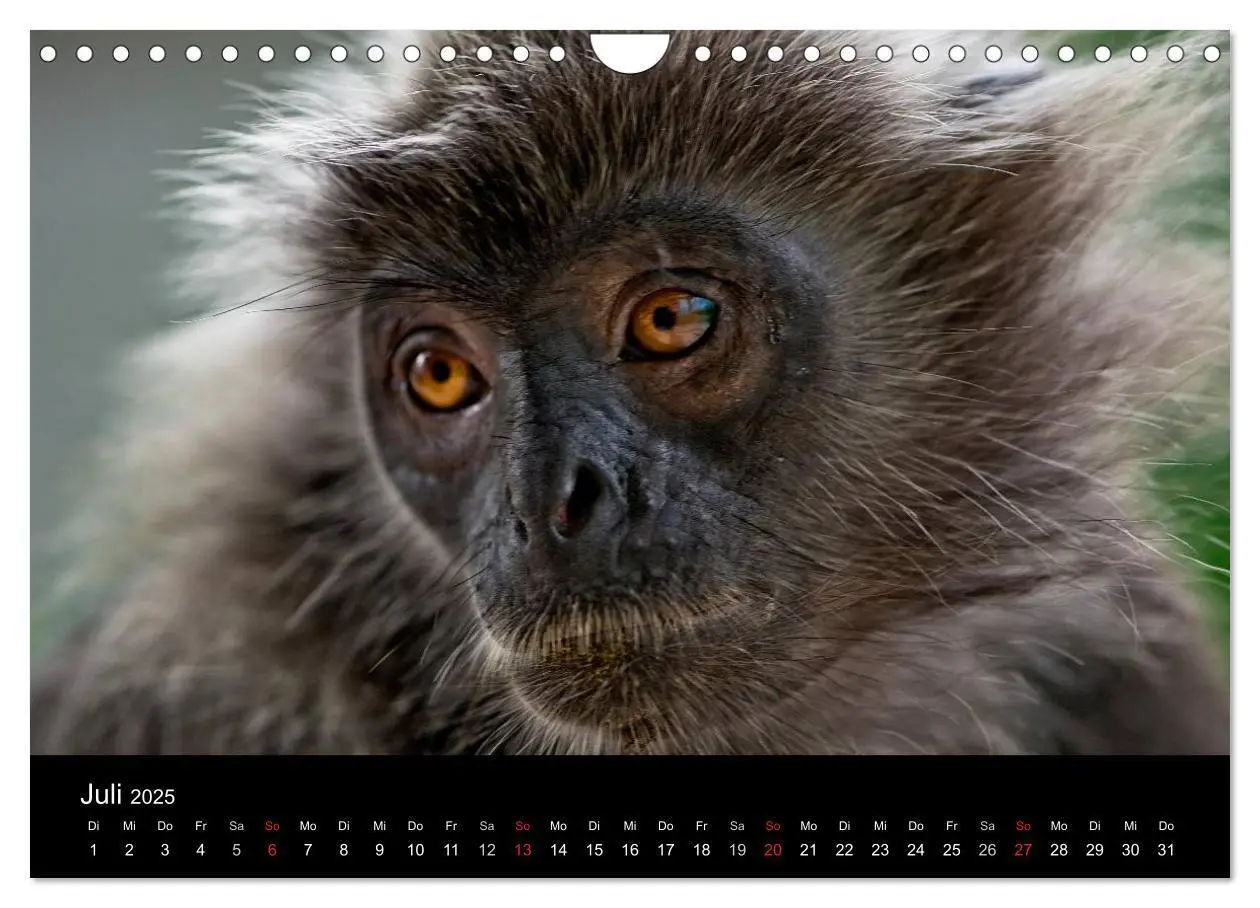 Bild: 9783435838677 | Affentheater (Wandkalender 2025 DIN A4 quer), CALVENDO Monatskalender