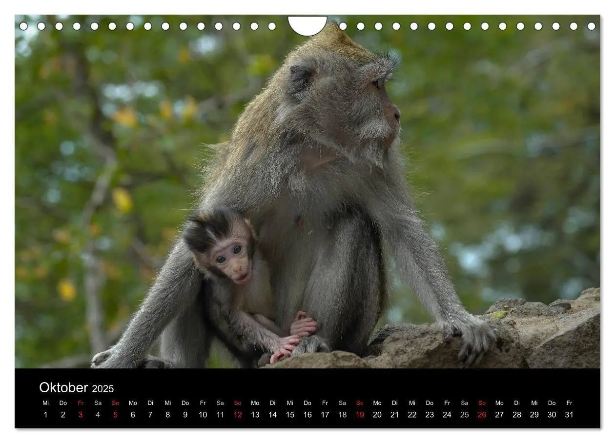 Bild: 9783435838677 | Affentheater (Wandkalender 2025 DIN A4 quer), CALVENDO Monatskalender