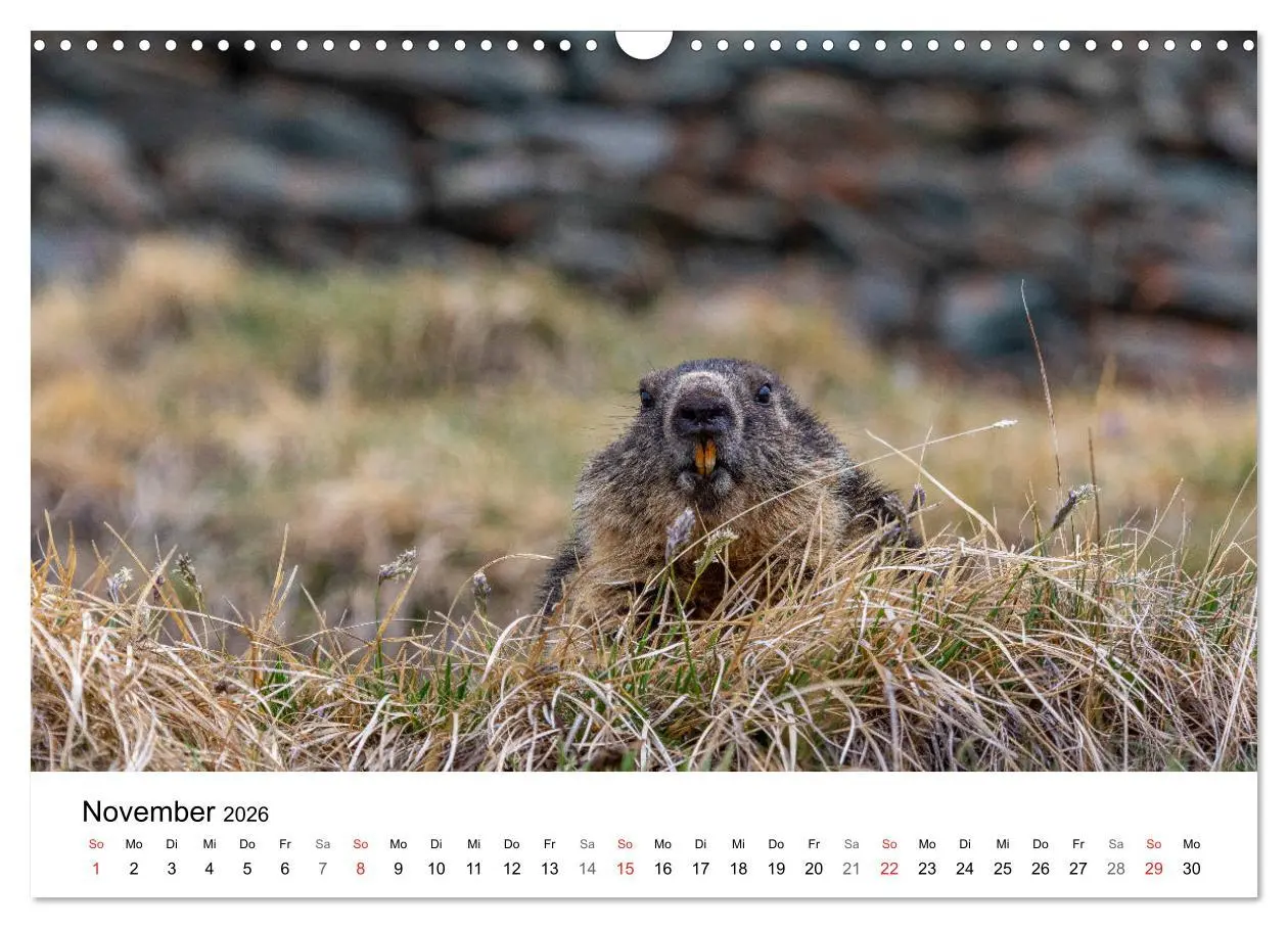 Bild: 9783457788677 | Grüße aus Kärnten (Wandkalender 2026 DIN A3 quer), CALVENDO...