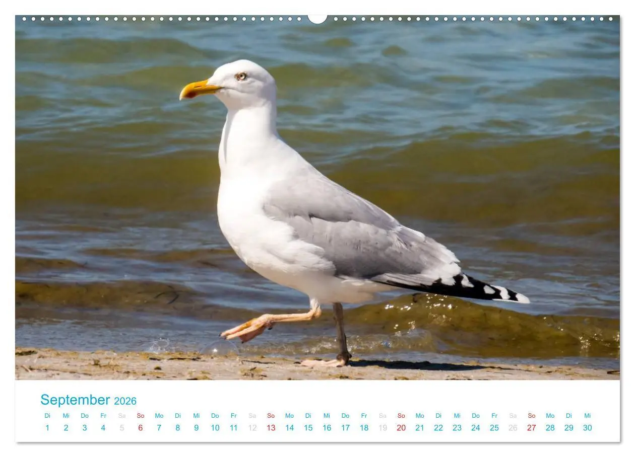 Bild: 9783516188677 | Der Darß Kalender (Wandkalender 2026 DIN A2 quer), CALVENDO...