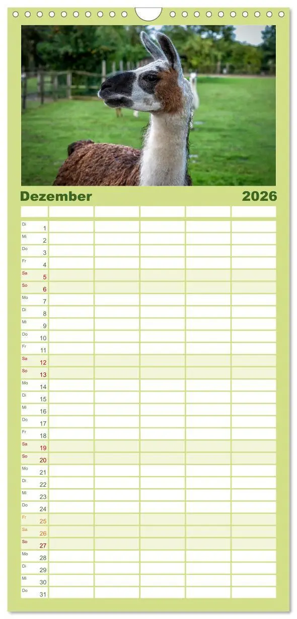 Bild: 9783516498677 | Familienplaner 2026 - Unter Lamas und Alpakas mit 5 Spalten...