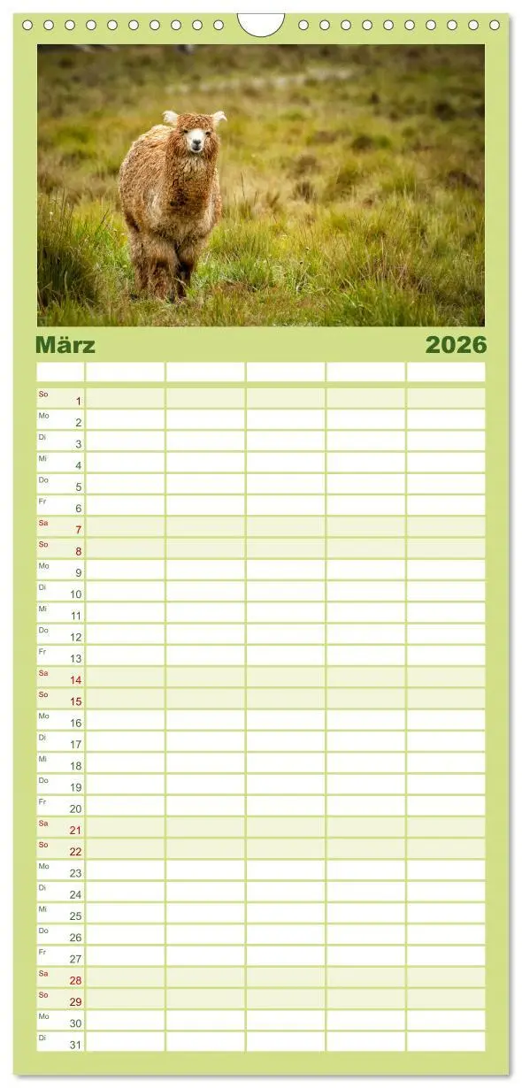 Bild: 9783516498677 | Familienplaner 2026 - Unter Lamas und Alpakas mit 5 Spalten...