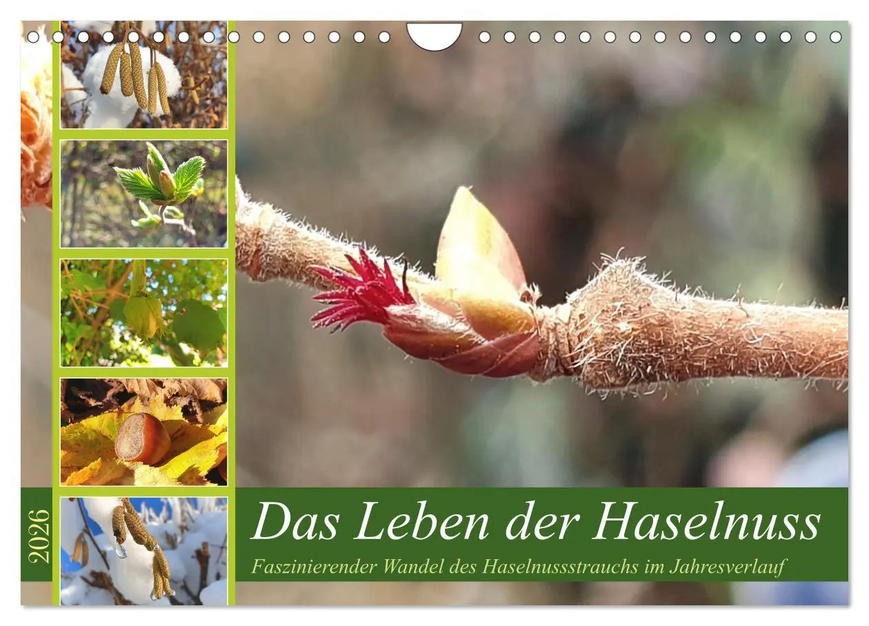 Cover: 9783457538777 | Das Leben der Haselnuss (Wandkalender 2026 DIN A4 quer), CALVENDO...