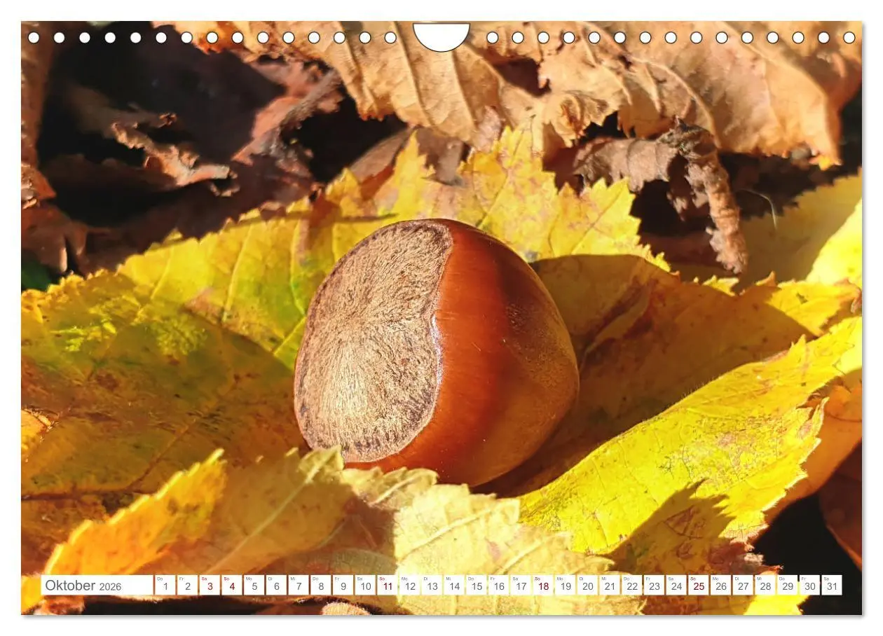 Bild: 9783457538777 | Das Leben der Haselnuss (Wandkalender 2026 DIN A4 quer), CALVENDO...