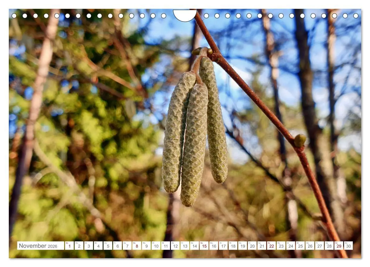 Bild: 9783457538777 | Das Leben der Haselnuss (Wandkalender 2026 DIN A4 quer), CALVENDO...