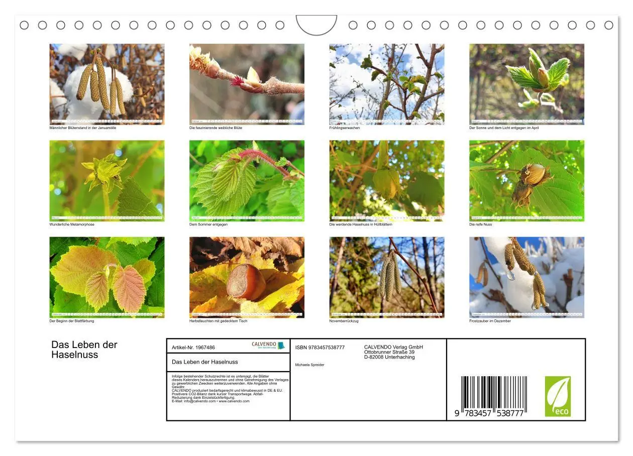 Bild: 9783457538777 | Das Leben der Haselnuss (Wandkalender 2026 DIN A4 quer), CALVENDO...