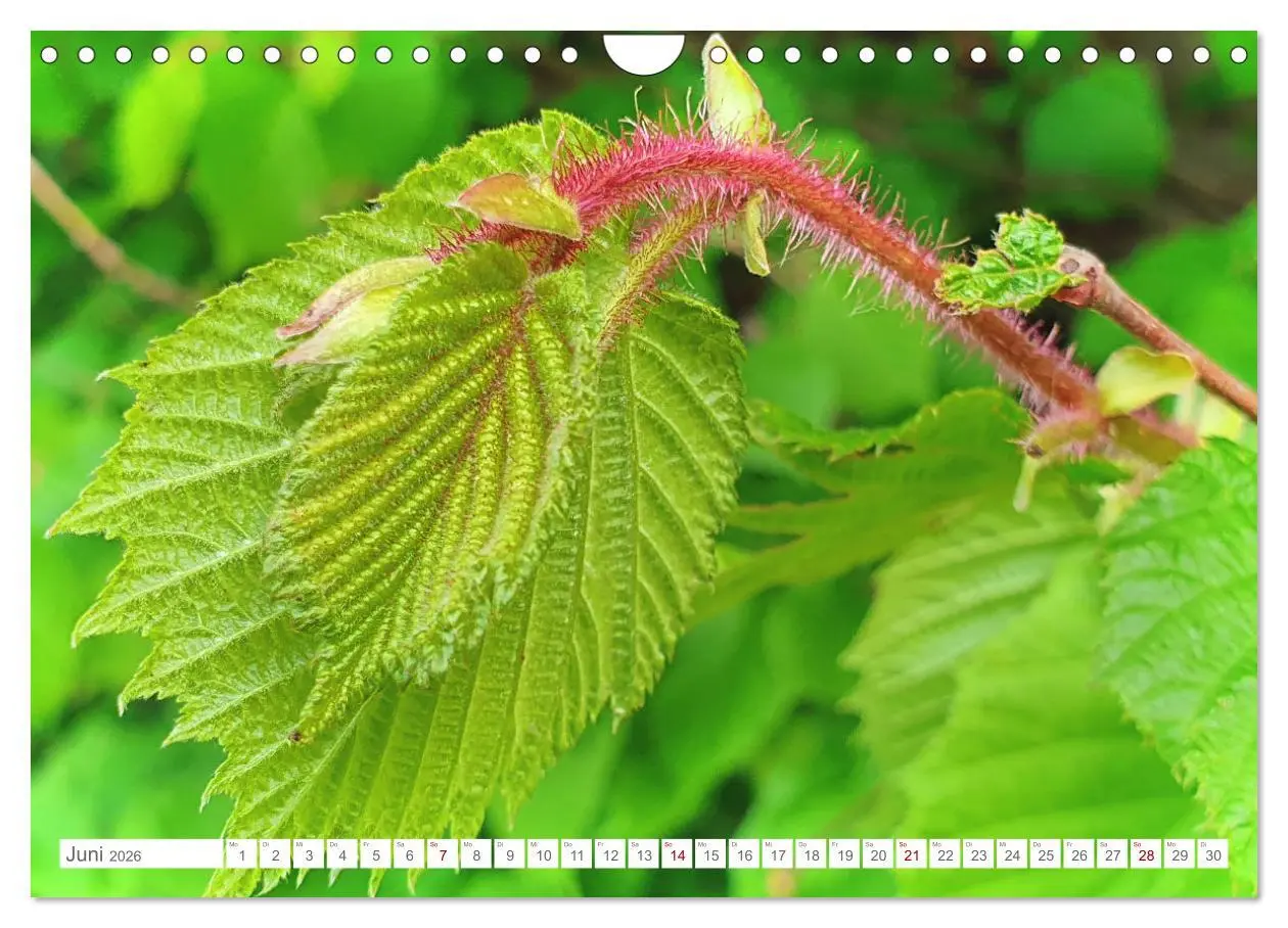 Bild: 9783457538777 | Das Leben der Haselnuss (Wandkalender 2026 DIN A4 quer), CALVENDO...