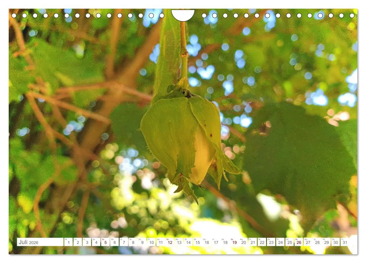Bild: 9783457538777 | Das Leben der Haselnuss (Wandkalender 2026 DIN A4 quer), CALVENDO...