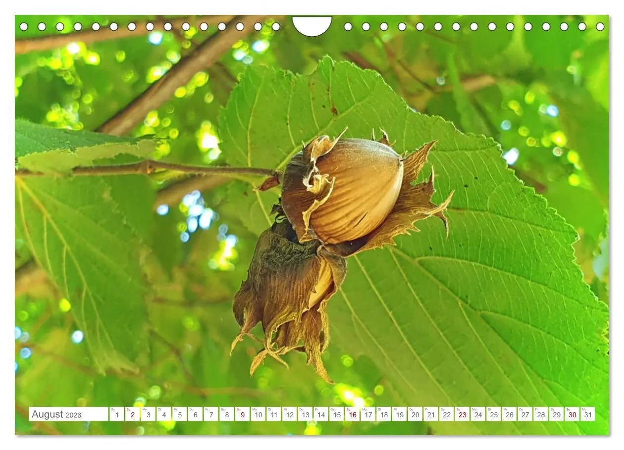 Bild: 9783457538777 | Das Leben der Haselnuss (Wandkalender 2026 DIN A4 quer), CALVENDO...