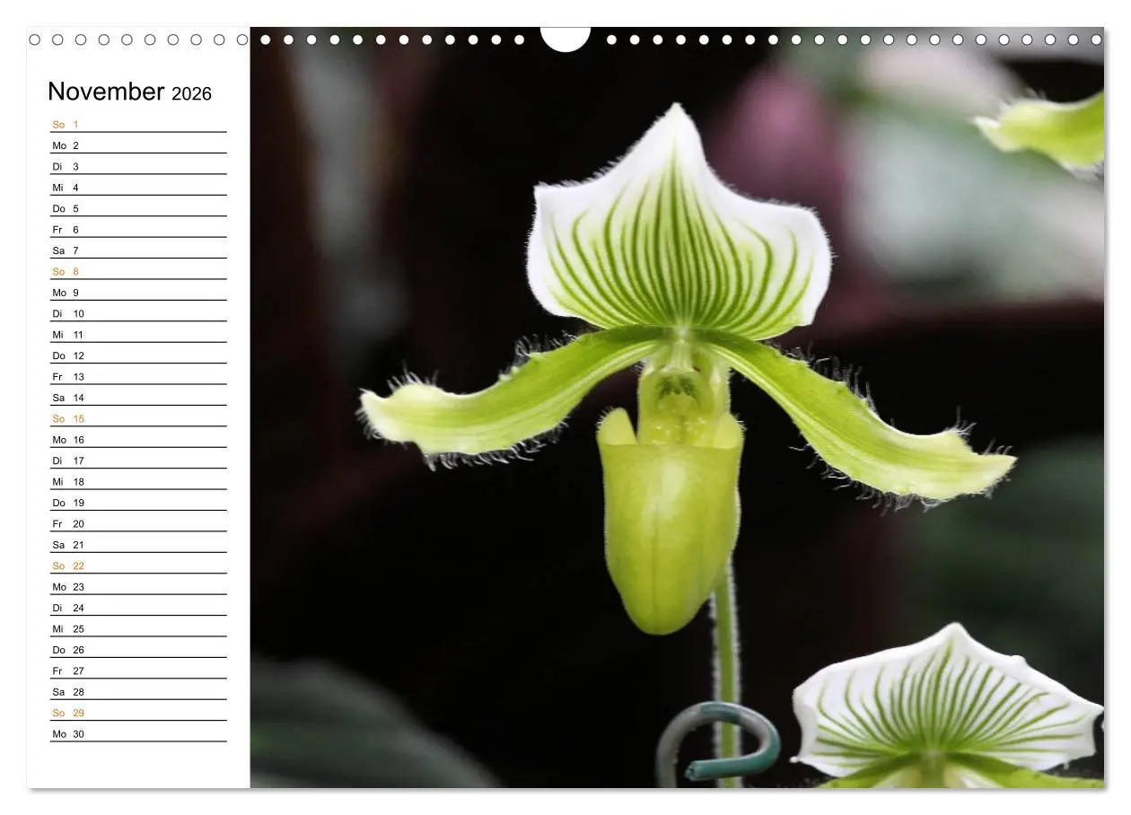 Bild: 9783457998977 | Prachtvolle Orchideen (Wandkalender 2026 DIN A3 quer), CALVENDO...