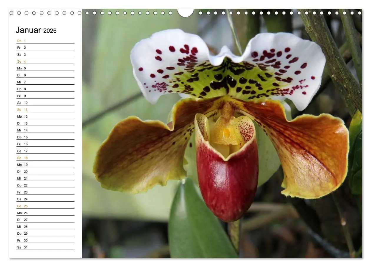 Bild: 9783457998977 | Prachtvolle Orchideen (Wandkalender 2026 DIN A3 quer), CALVENDO...