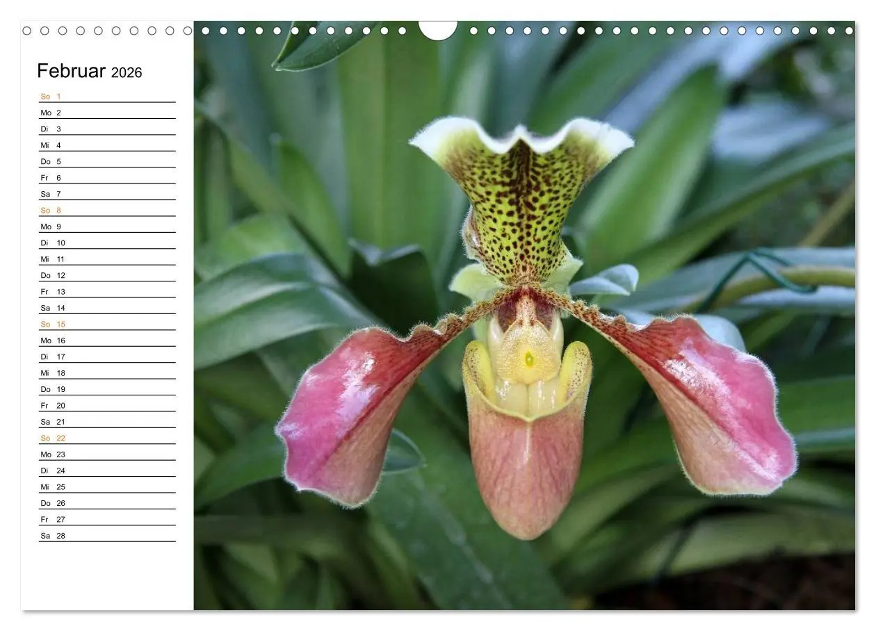 Bild: 9783457998977 | Prachtvolle Orchideen (Wandkalender 2026 DIN A3 quer), CALVENDO...