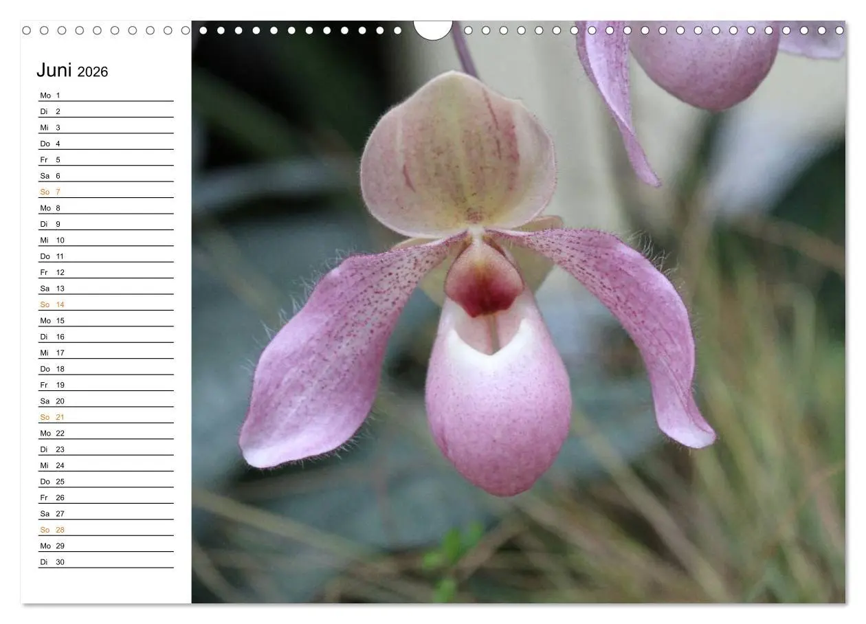 Bild: 9783457998977 | Prachtvolle Orchideen (Wandkalender 2026 DIN A3 quer), CALVENDO...