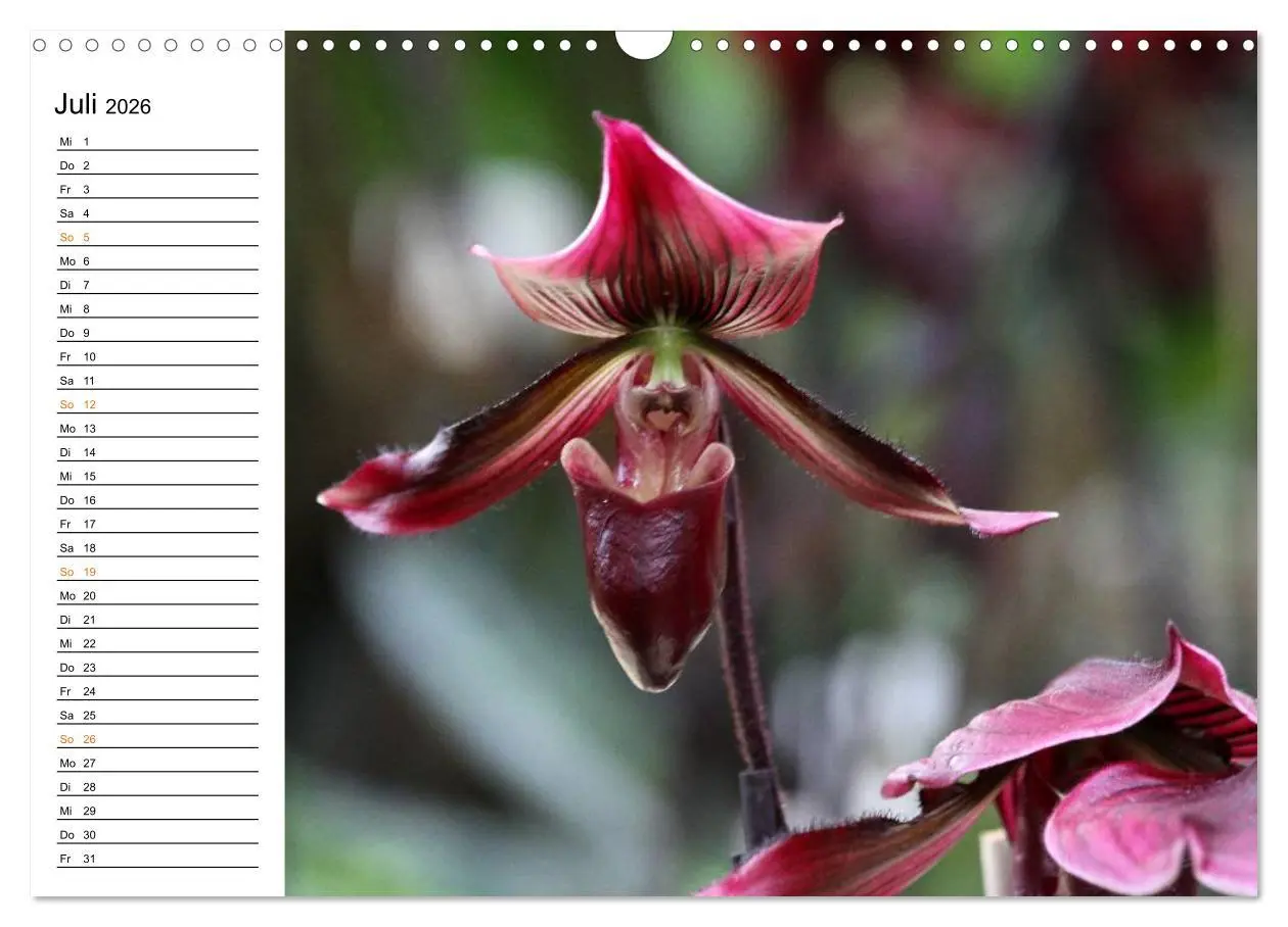 Bild: 9783457998977 | Prachtvolle Orchideen (Wandkalender 2026 DIN A3 quer), CALVENDO...