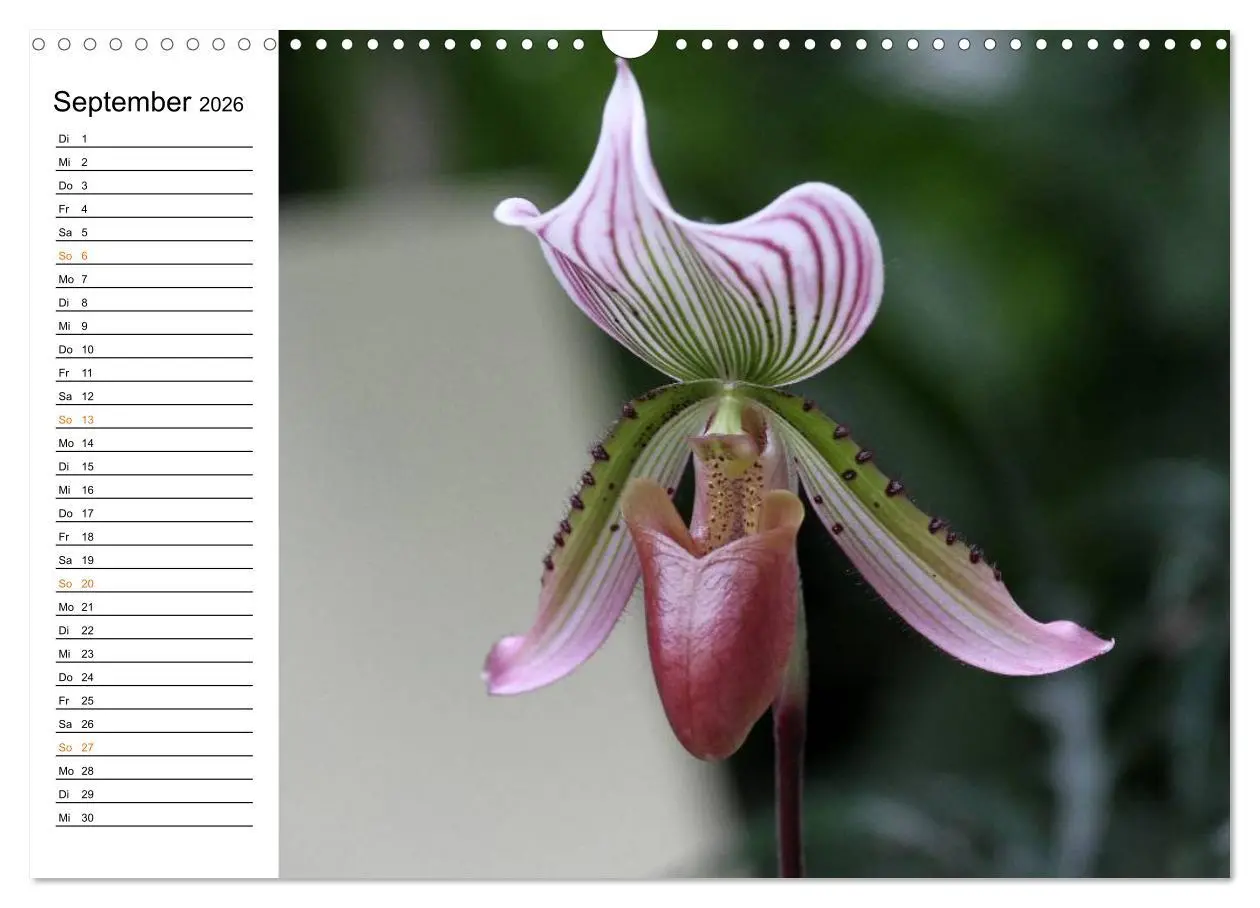 Bild: 9783457998977 | Prachtvolle Orchideen (Wandkalender 2026 DIN A3 quer), CALVENDO...