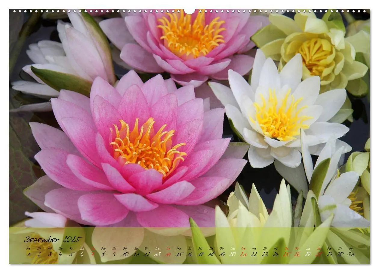 Bild: 9783435619177 | Blüten dicht an dicht (Wandkalender 2025 DIN A2 quer), CALVENDO...