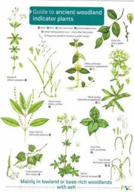 Cover: 9781908819277 | Guide to Ancient Woodland Indicator Plants | Taschenbuch | Englisch
