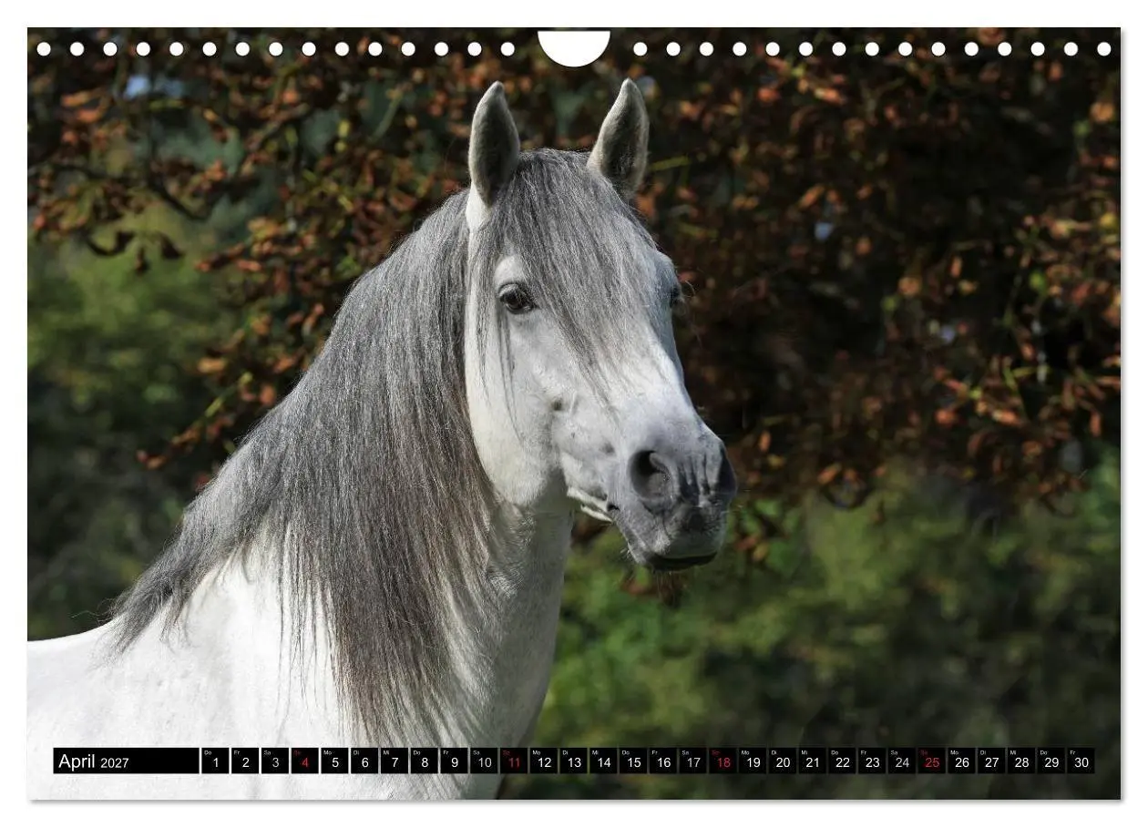 Bild: 9783569969377 | Traumpferde - Fürstliche Hofreitschule Bückeburg (Wandkalender 2027...
