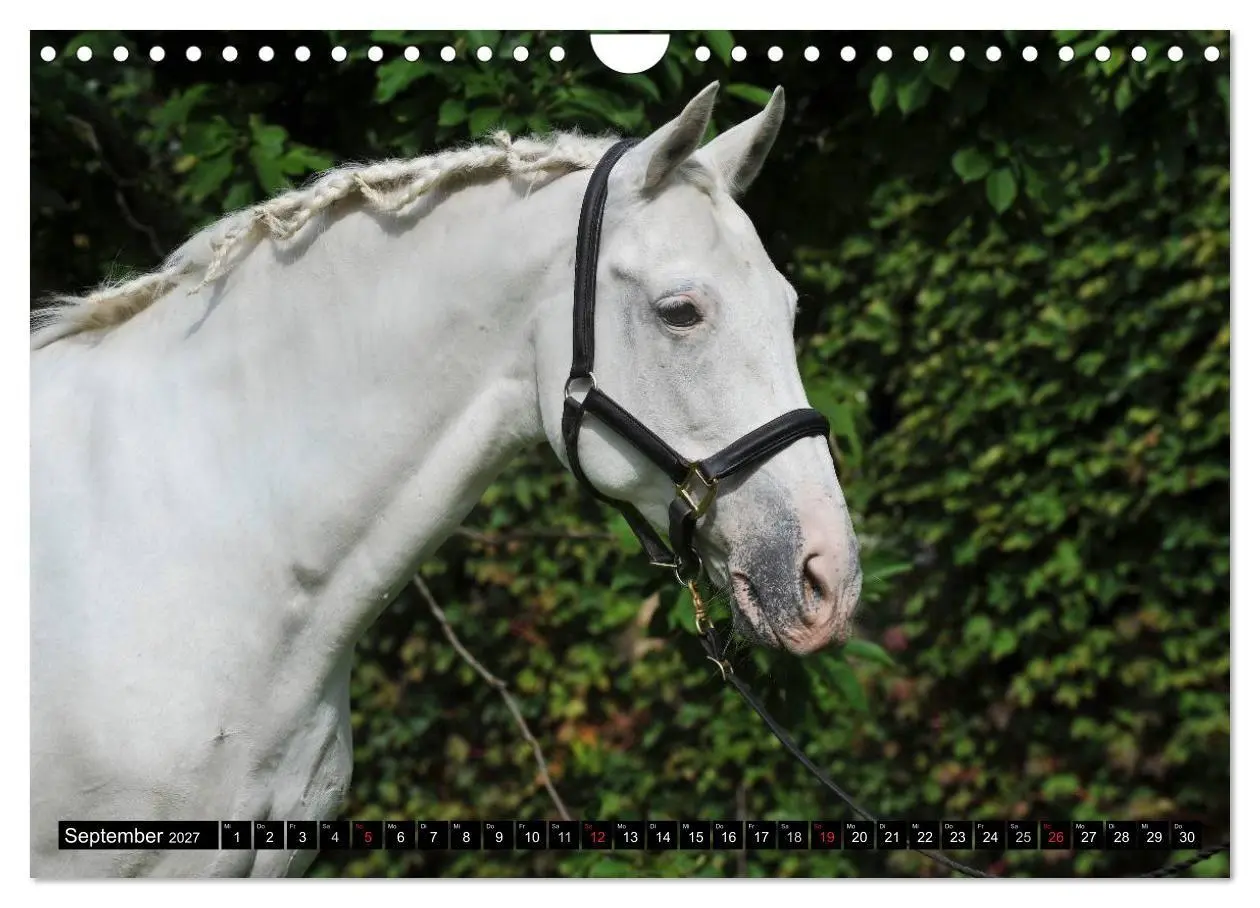 Bild: 9783569969377 | Traumpferde - Fürstliche Hofreitschule Bückeburg (Wandkalender 2027...