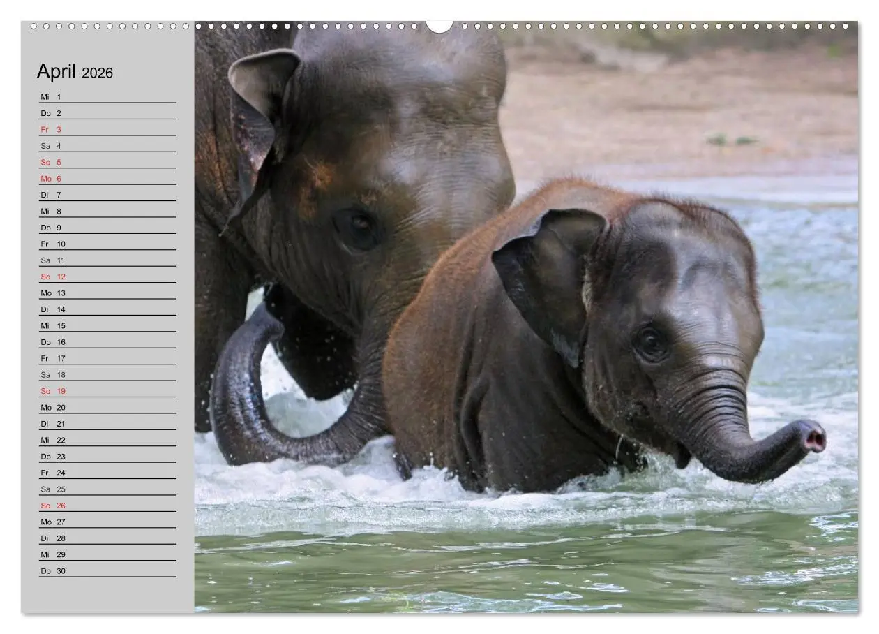 Bild: 9783516009477 | Elefanten. Spaß am Wasser (hochwertiger Premium Wandkalender 2026...
