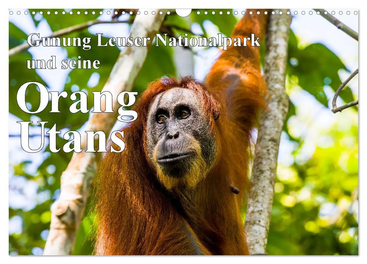 Cover: 9783457389577 | Gunung Leuser Nationalpark und seine Orang Utans (Wandkalender 2026...