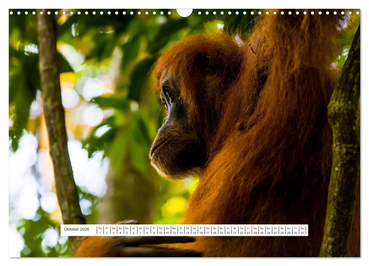 Bild: 9783457389577 | Gunung Leuser Nationalpark und seine Orang Utans (Wandkalender 2026...