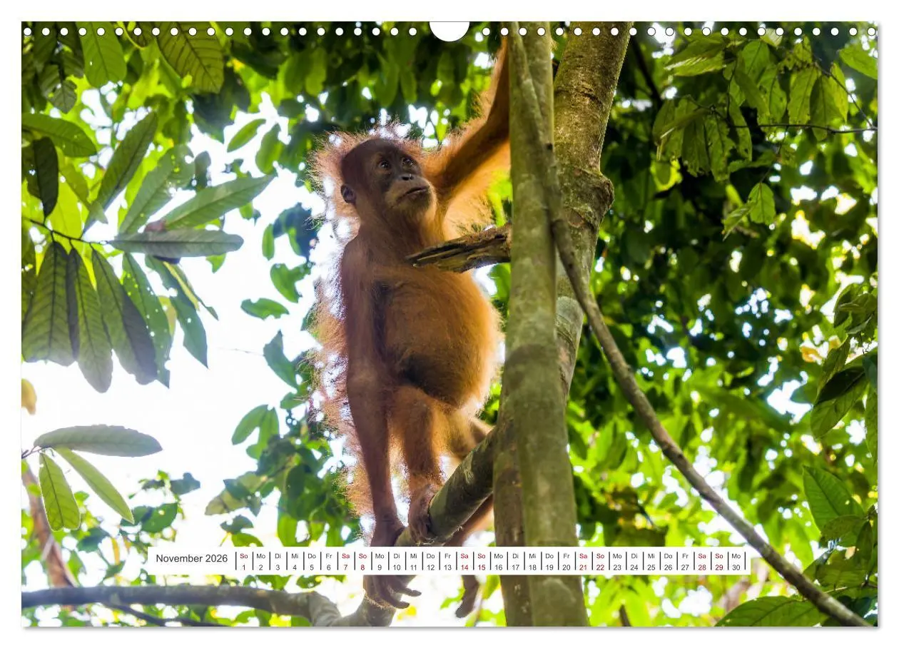 Bild: 9783457389577 | Gunung Leuser Nationalpark und seine Orang Utans (Wandkalender 2026...
