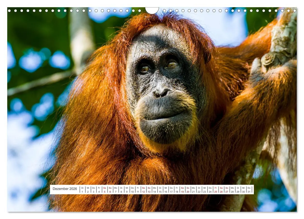 Bild: 9783457389577 | Gunung Leuser Nationalpark und seine Orang Utans (Wandkalender 2026...