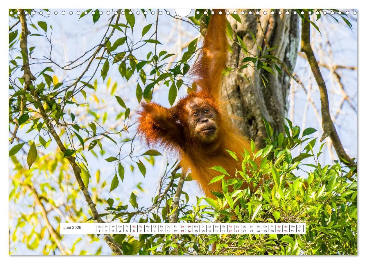 Bild: 9783457389577 | Gunung Leuser Nationalpark und seine Orang Utans (Wandkalender 2026...