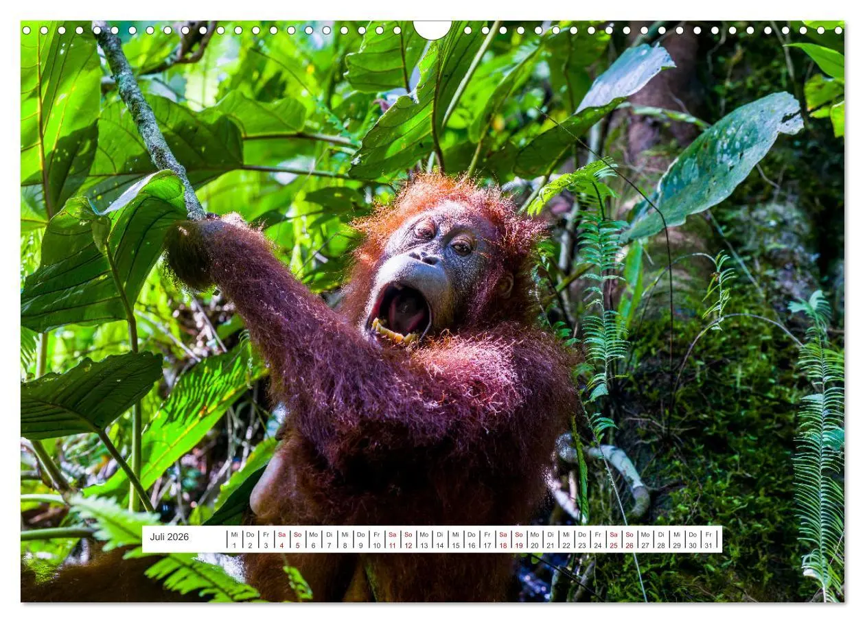 Bild: 9783457389577 | Gunung Leuser Nationalpark und seine Orang Utans (Wandkalender 2026...