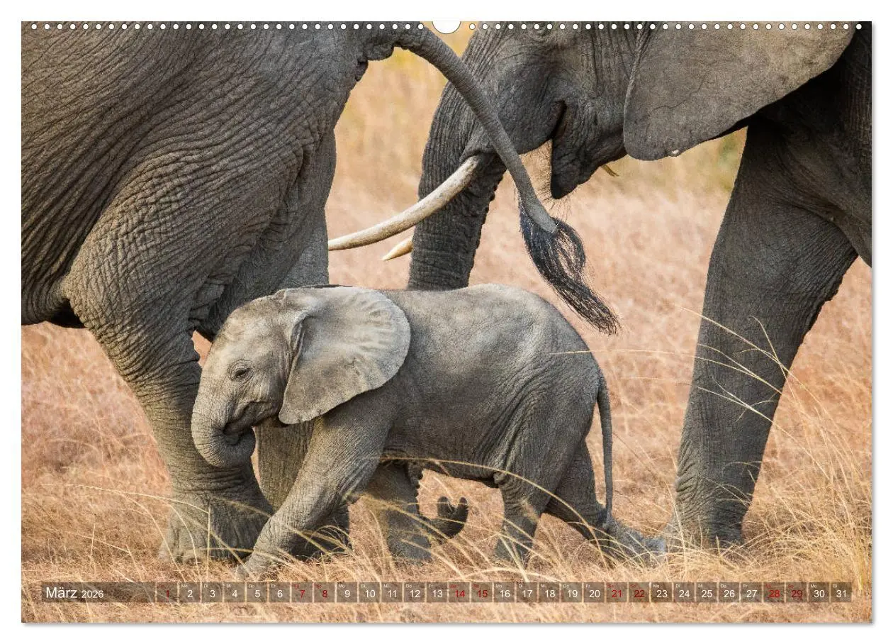 Bild: 9783457759677 | Safari in Tansania (hochwertiger Premium Wandkalender 2026 DIN A2...