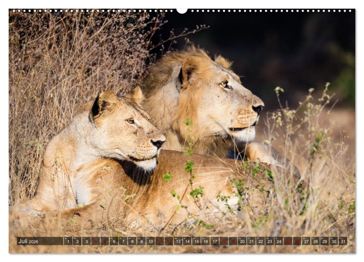 Bild: 9783457759677 | Safari in Tansania (hochwertiger Premium Wandkalender 2026 DIN A2...