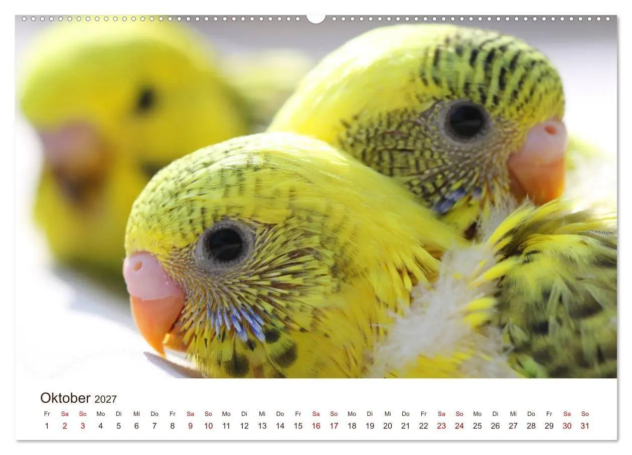Bild: 9783569799677 | Wellensittiche - der NEUE Kalender (Wandkalender 2027 DIN A2 quer),...