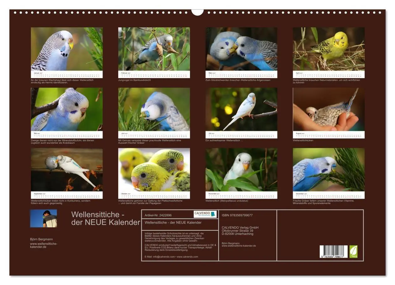 Bild: 9783569799677 | Wellensittiche - der NEUE Kalender (Wandkalender 2027 DIN A2 quer),...
