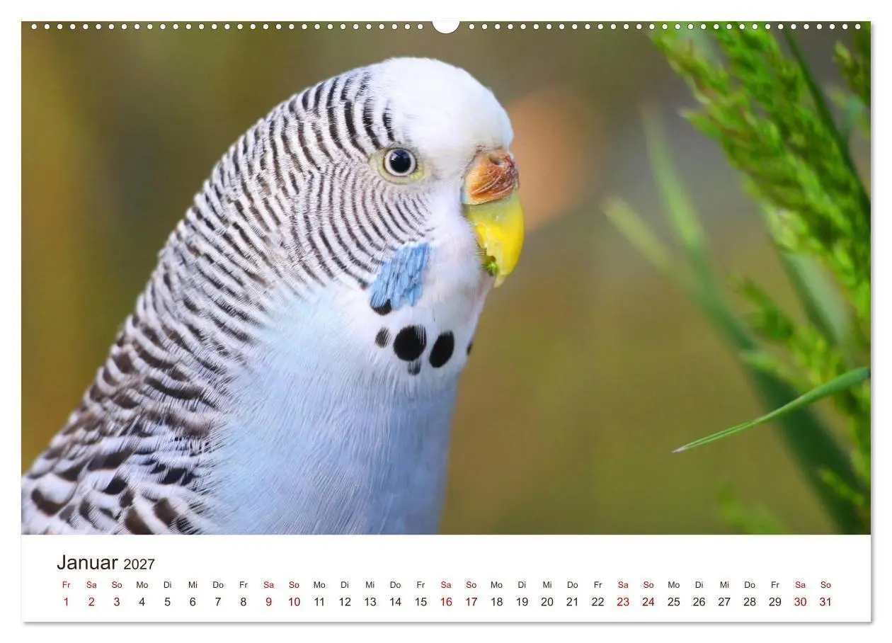 Bild: 9783569799677 | Wellensittiche - der NEUE Kalender (Wandkalender 2027 DIN A2 quer),...