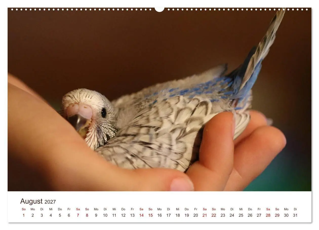 Bild: 9783569799677 | Wellensittiche - der NEUE Kalender (Wandkalender 2027 DIN A2 quer),...