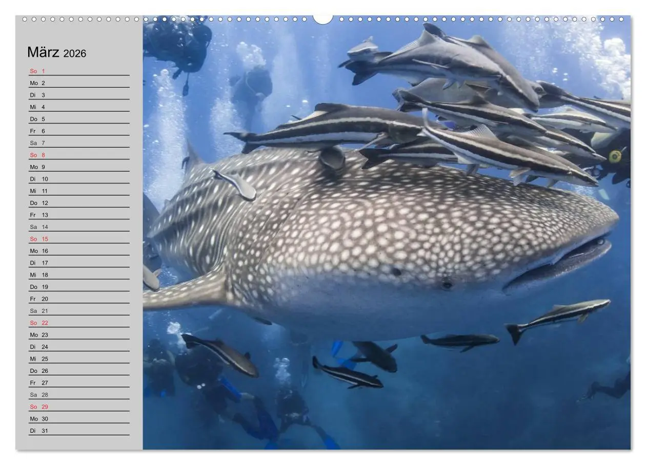 Bild: 9783457989777 | Haie (hochwertiger Premium Wandkalender 2026 DIN A2 quer),...