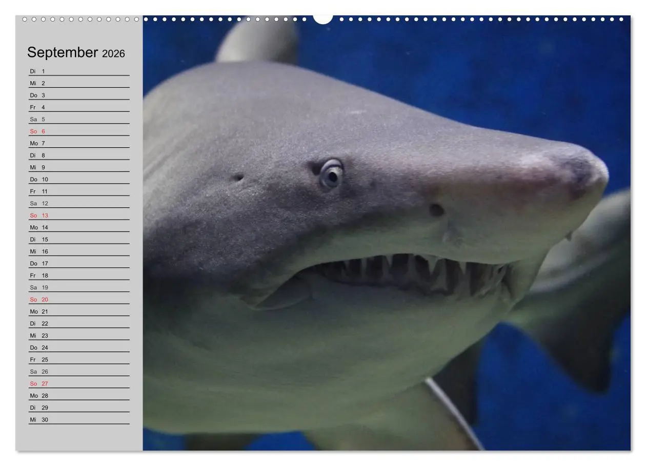 Bild: 9783457989777 | Haie (hochwertiger Premium Wandkalender 2026 DIN A2 quer),...