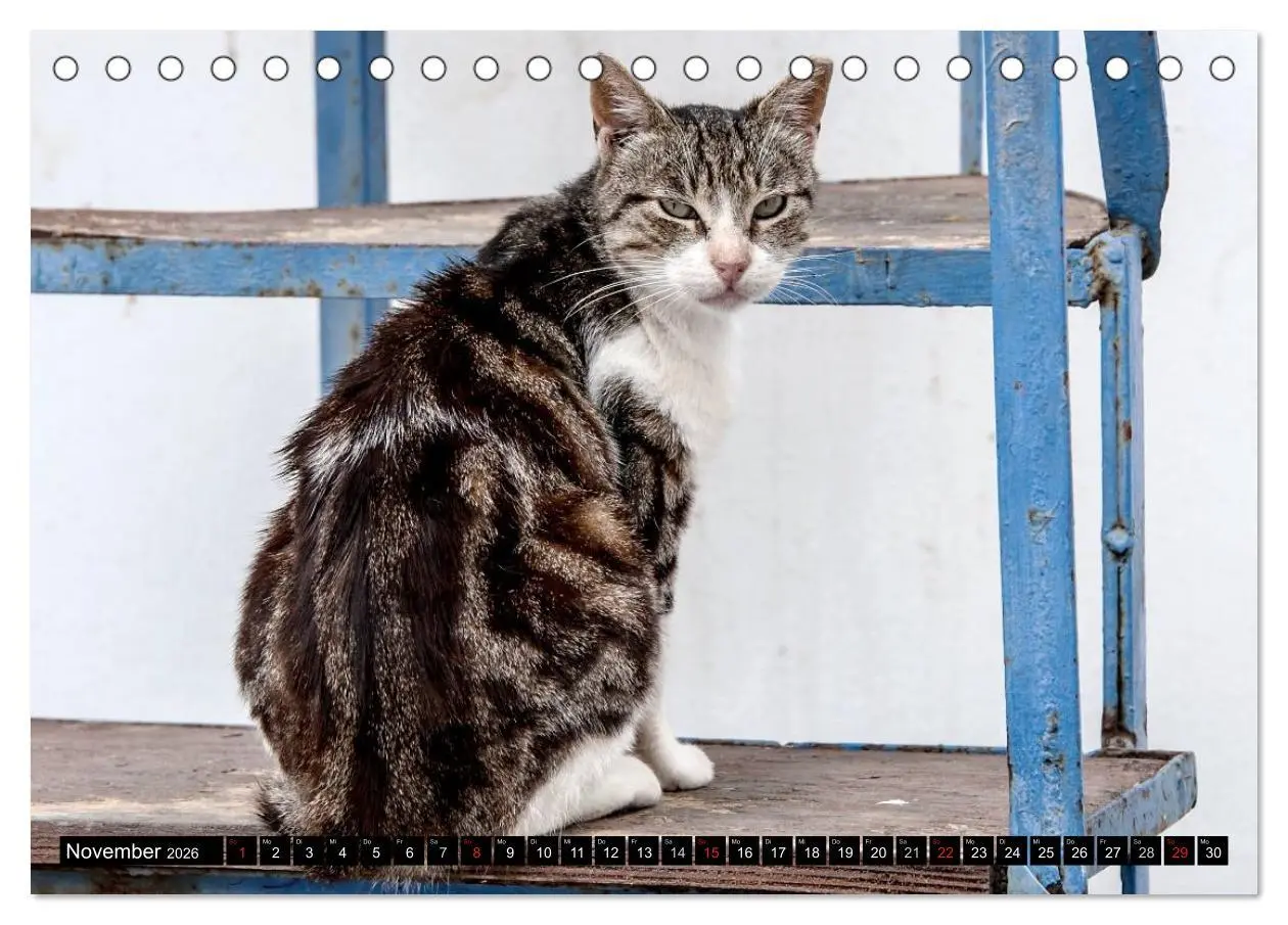 Bild: 9783516149777 | Griechische Katzen (Tischkalender 2026 DIN A5 quer), CALVENDO...
