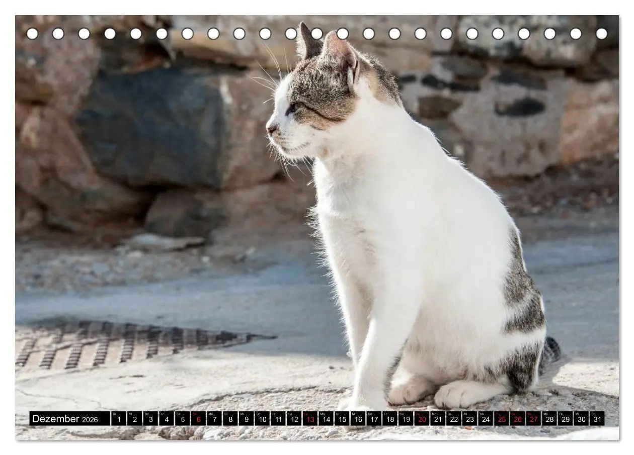 Bild: 9783516149777 | Griechische Katzen (Tischkalender 2026 DIN A5 quer), CALVENDO...