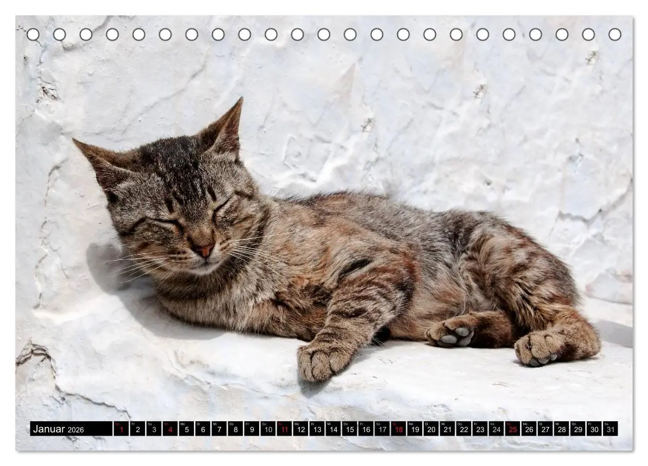 Bild: 9783516149777 | Griechische Katzen (Tischkalender 2026 DIN A5 quer), CALVENDO...