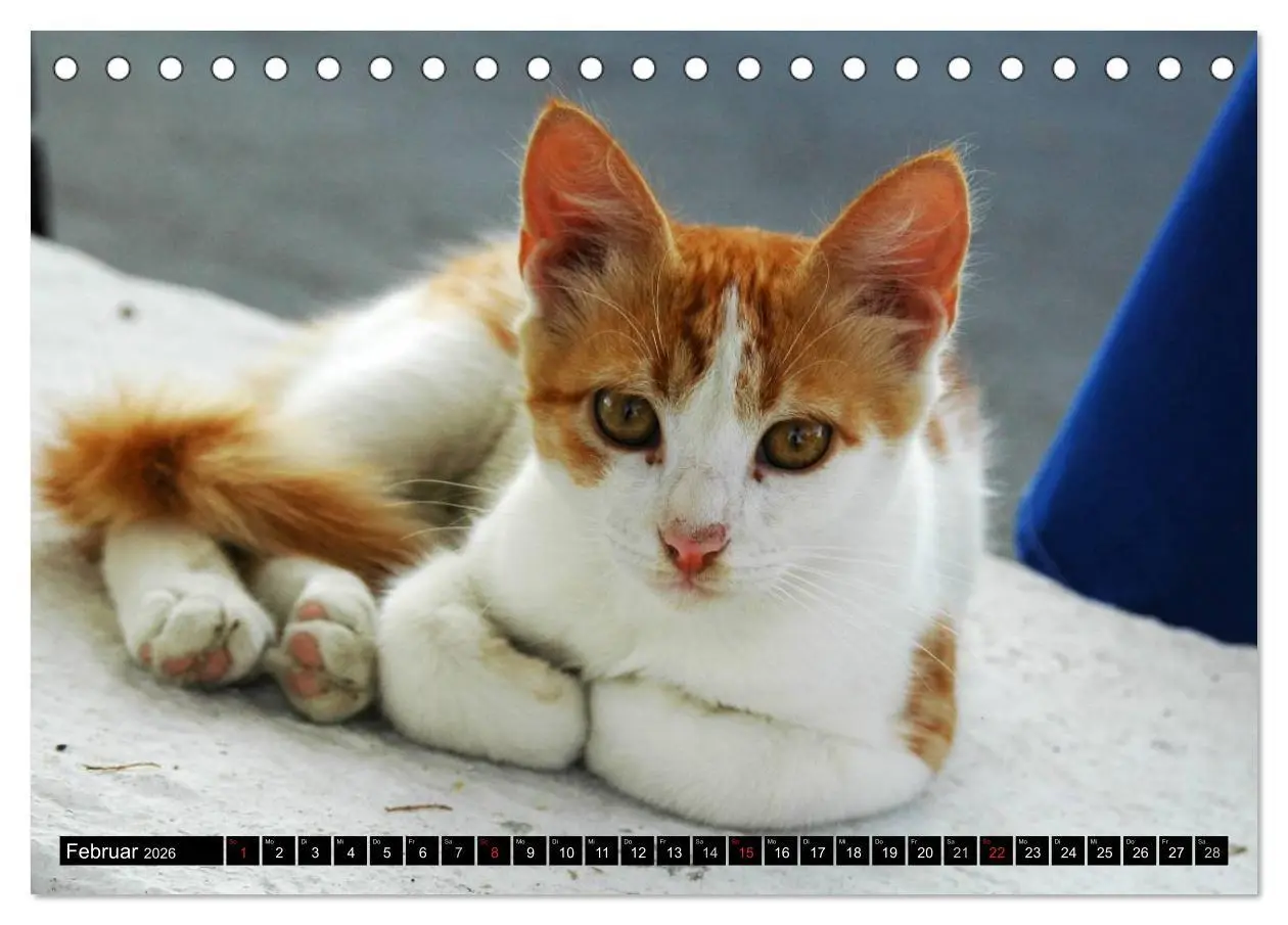 Bild: 9783516149777 | Griechische Katzen (Tischkalender 2026 DIN A5 quer), CALVENDO...