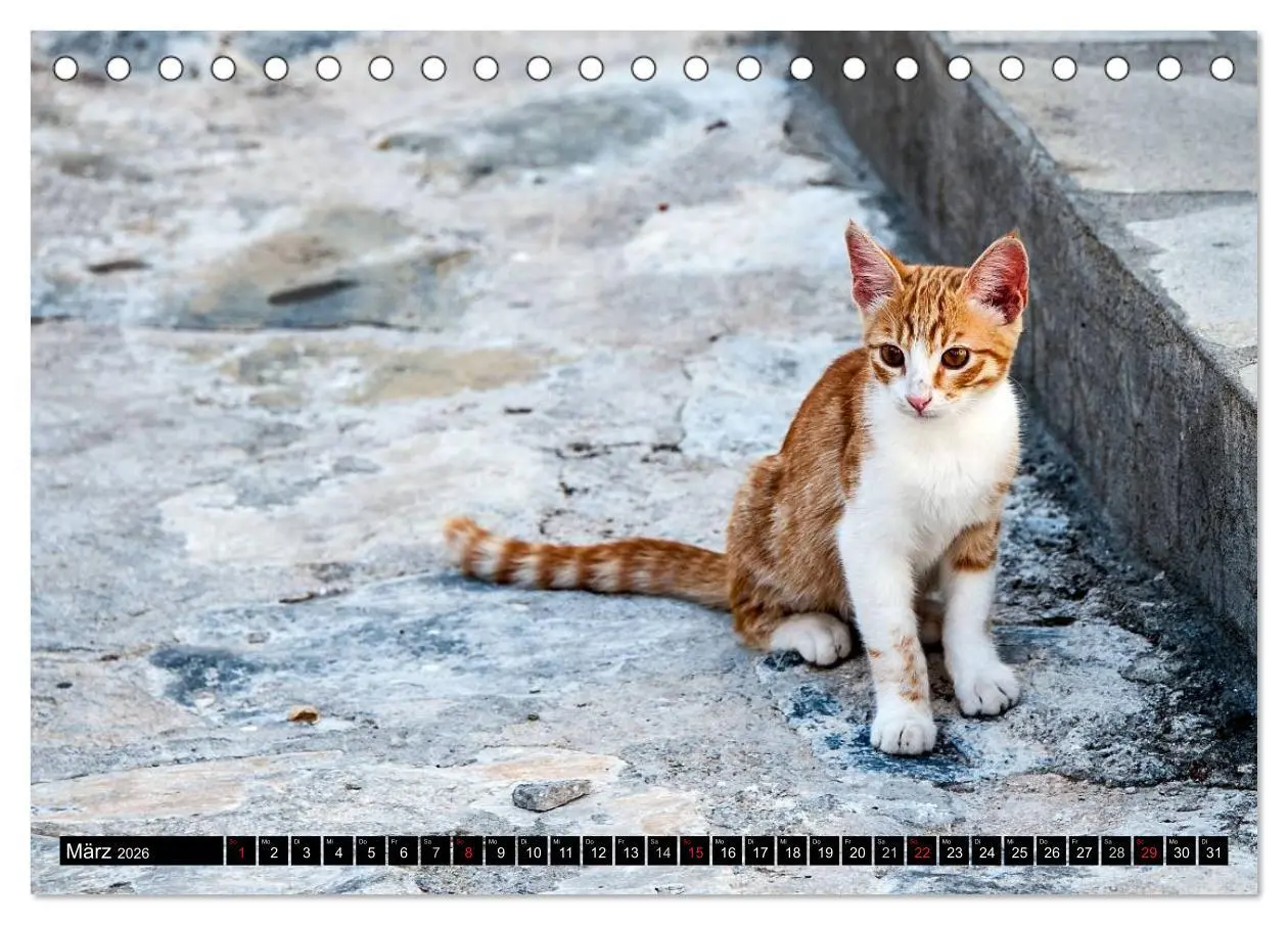 Bild: 9783516149777 | Griechische Katzen (Tischkalender 2026 DIN A5 quer), CALVENDO...