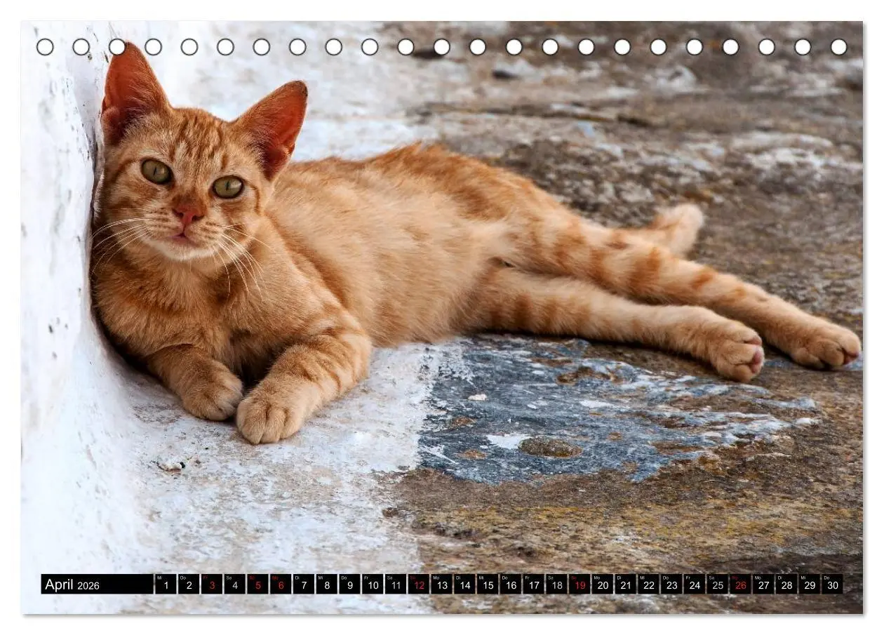 Bild: 9783516149777 | Griechische Katzen (Tischkalender 2026 DIN A5 quer), CALVENDO...