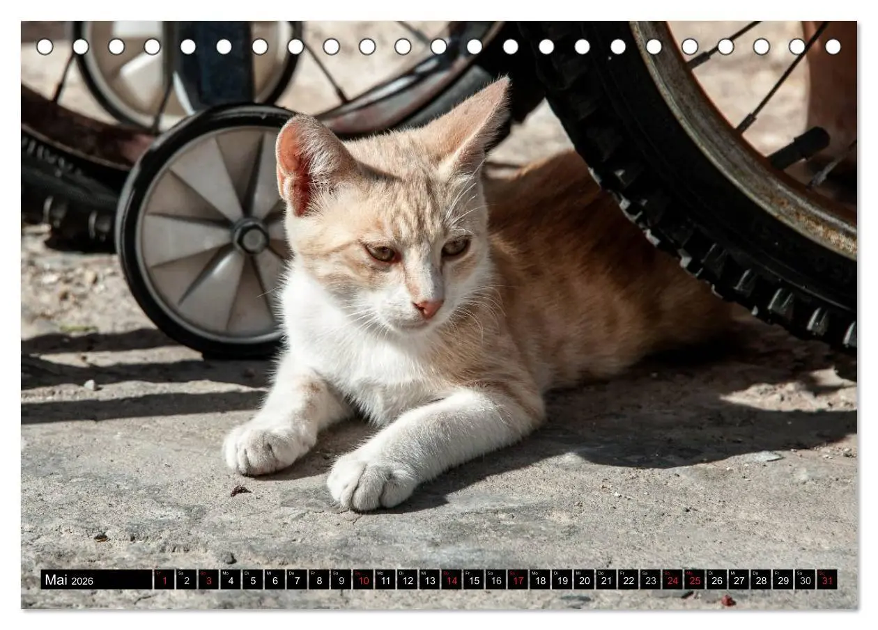 Bild: 9783516149777 | Griechische Katzen (Tischkalender 2026 DIN A5 quer), CALVENDO...