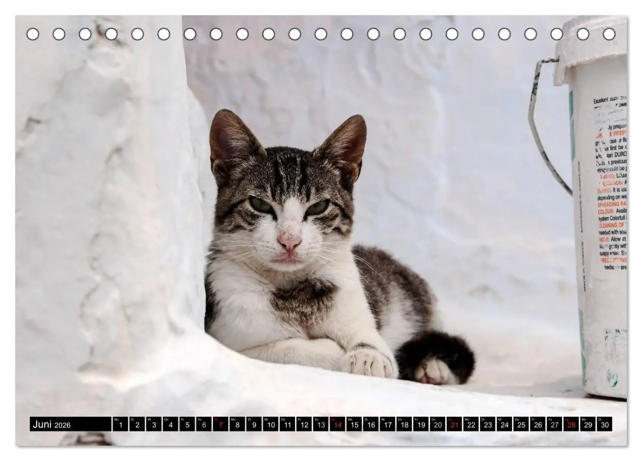 Bild: 9783516149777 | Griechische Katzen (Tischkalender 2026 DIN A5 quer), CALVENDO...