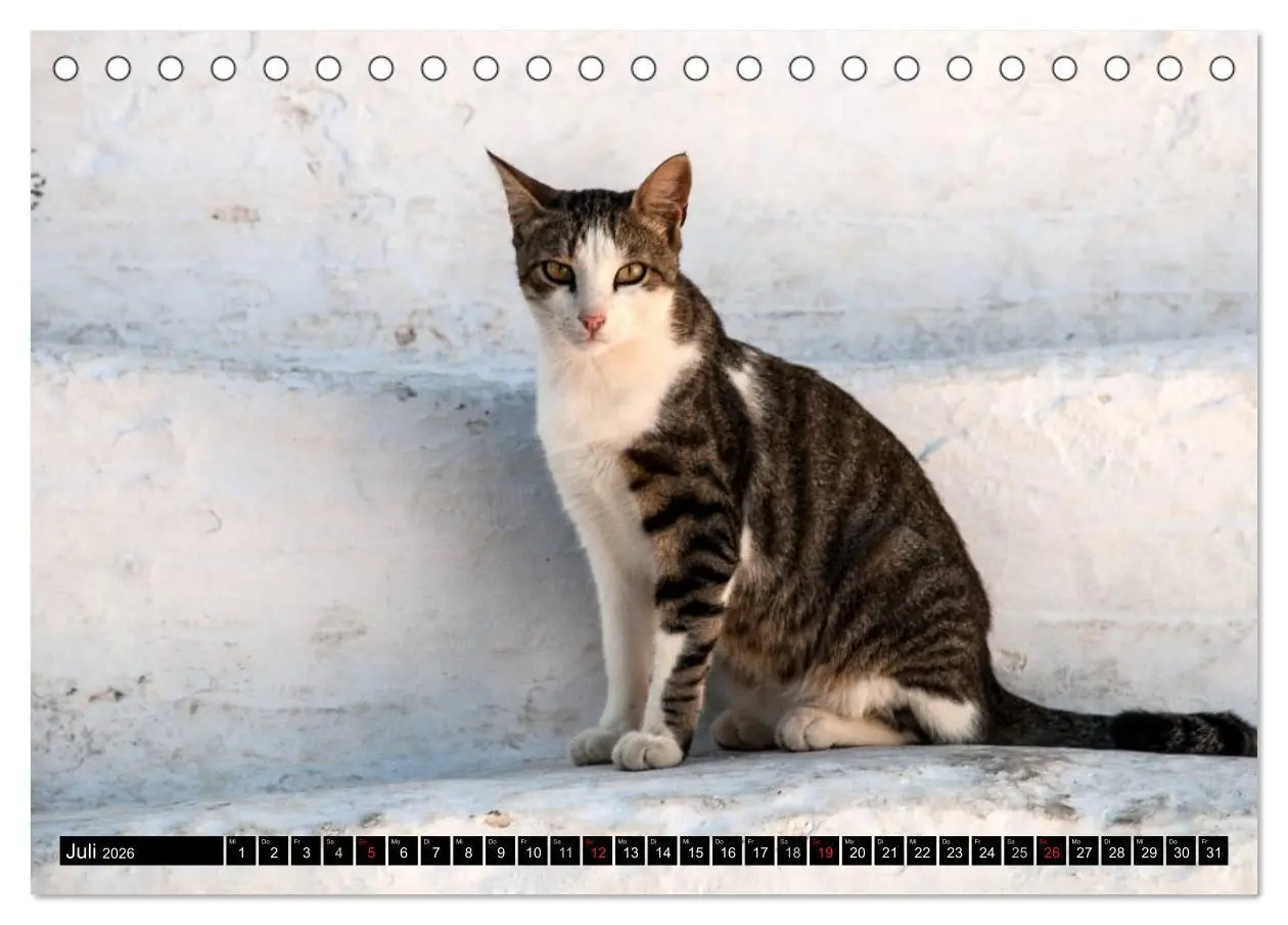 Bild: 9783516149777 | Griechische Katzen (Tischkalender 2026 DIN A5 quer), CALVENDO...