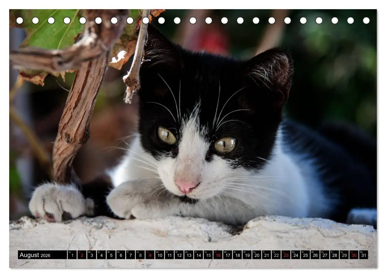 Bild: 9783516149777 | Griechische Katzen (Tischkalender 2026 DIN A5 quer), CALVENDO...