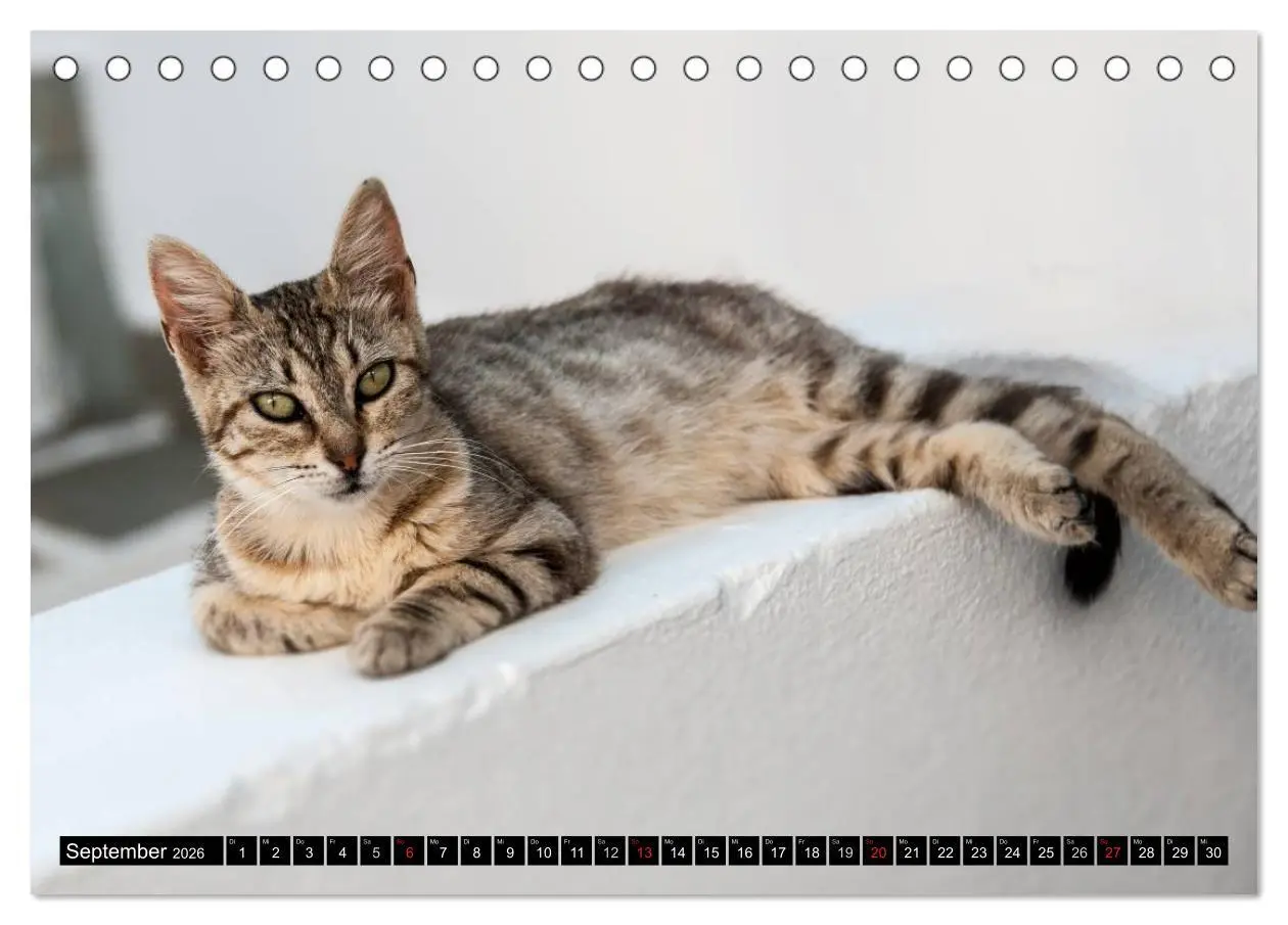 Bild: 9783516149777 | Griechische Katzen (Tischkalender 2026 DIN A5 quer), CALVENDO...